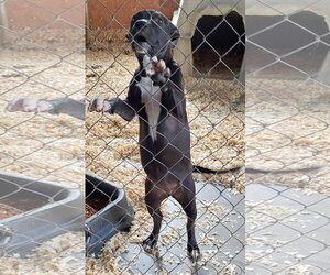 Destiny - Female Labrador Retriever-Unknown Mix Dog for Adoption - Photo #4