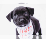 Small #3 American Staffordshire Terrier-Labrador Retriever Mix