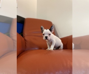 French Bulldog Puppy for sale in VIRGINIA BCH, VA, USA