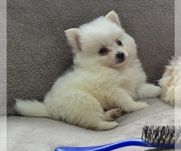 Medium Photo #1 Pom-A-Poo Puppy For Sale in FREMONT, MI, USA