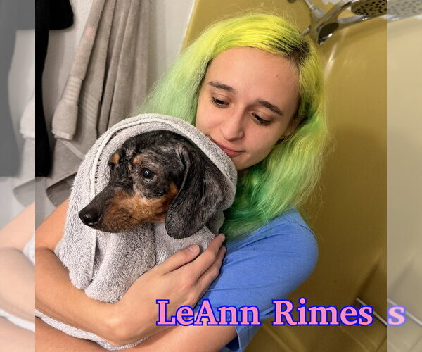 Medium Photo #8 Dachshund Puppy For Sale in San Antonio, TX, USA
