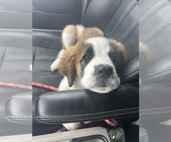 Medium Photo #5 Saint Bernard Puppy For Sale in ANAHEIM, CA, USA