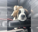 Small #4 Saint Bernard