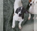 Small #2 Mutt