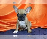 Small Photo #1 French Bulldog Puppy For Sale in ATHERTON, CA, USA