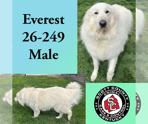 Great Pyrenees Dogs for adoption in Georgetown, KY, USA