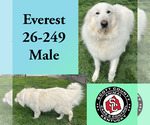 Small Great Pyrenees
