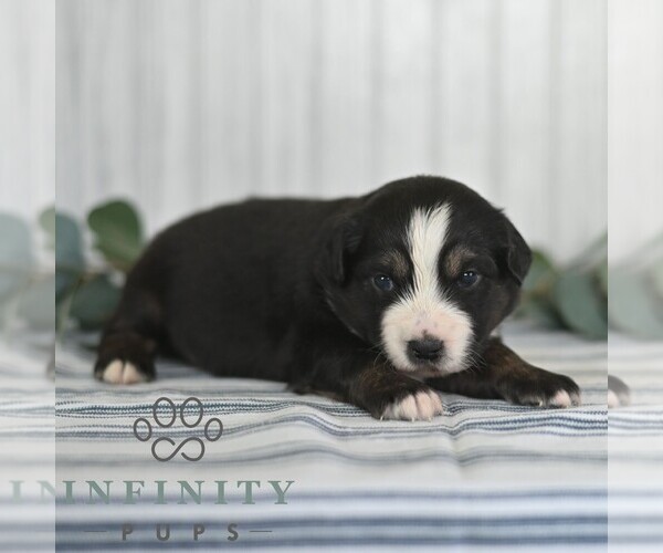 Medium Photo #5 Miniature Australian Shepherd Puppy For Sale in REBERSBURG, PA, USA