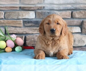 Golden Retriever Puppy for sale in FREDERICKSBURG, OH, USA