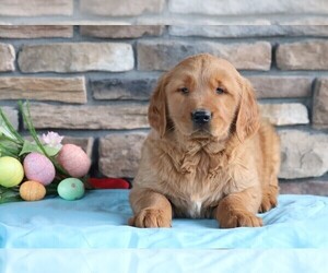 Medium Golden Retriever