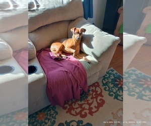 Father of the Miniature Pinscher puppies born on 03/10/2025