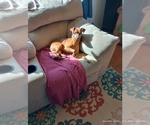 Small Photo #1 Miniature Pinscher Puppy For Sale in BENSON, AZ, USA