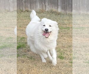 Chow Chow-Great Pyrenees Mix Dogs for adoption in Houston, TX, USA