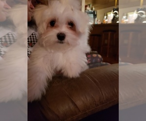 Mother of the Morkie puppies born on 09/13/2025