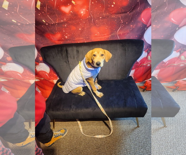 Medium Photo #6 Mutt Puppy For Sale in Plainfield, IL, USA