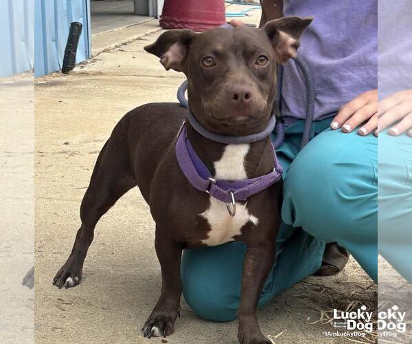 Medium Photo #3 Basset Hound-Unknown Mix Puppy For Sale in Washington, DC, USA