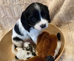 Small Photo #7 Cockalier Puppy For Sale in HERNDON, VA, USA