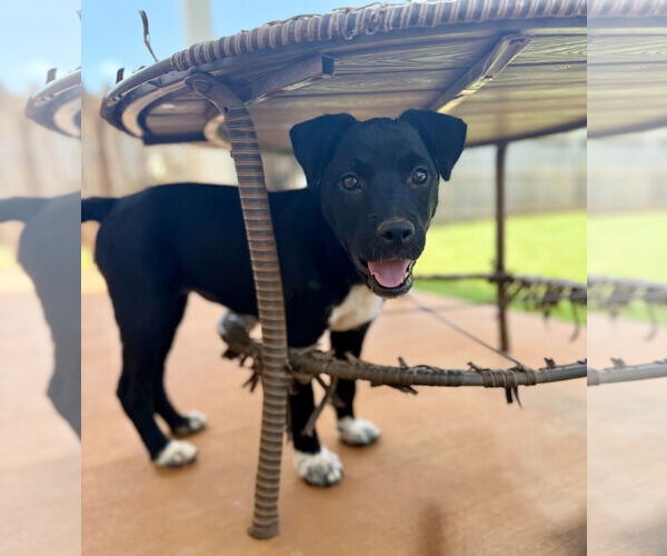 Medium Photo #3 Mutt Puppy For Sale in Greenville, SC, USA