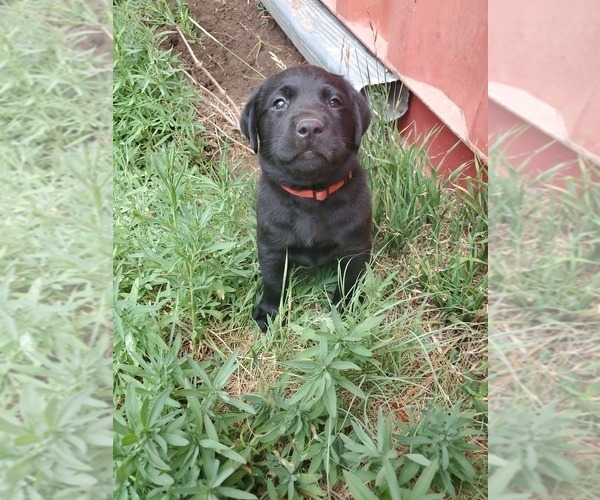 Medium Photo #5 Labrador Retriever Puppy For Sale in FLAGLER, CO, USA
