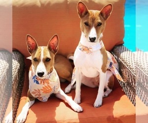 Father of the Basenji puppies born on 11/28/2021