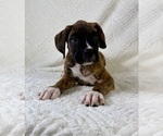 Small #4 Boxer