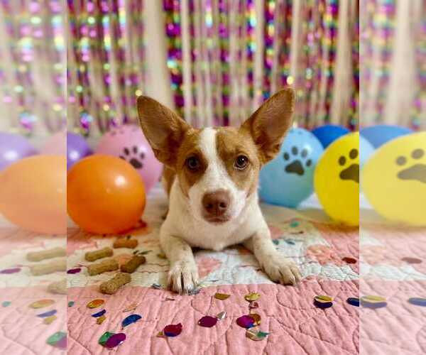 Medium Photo #3 Mutt Puppy For Sale in Queen Creek, AZ, USA