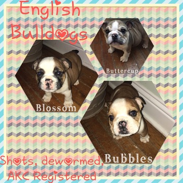 Medium Photo #8 Bulldog Puppy For Sale in PLANO, TX, USA