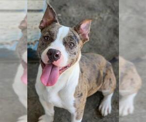 American Pit Bull Terrier Dogs for adoption in Riverside, CA, USA