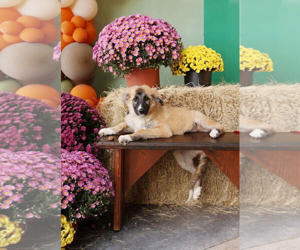 Medium Photo #1 Mutt Puppy For Sale in Rockaway, NJ, USA