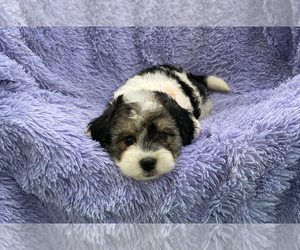 Cavapoo Puppy for sale in CAMPBELLSVILLE, KY, USA