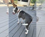 Small #6 American Pit Bull Terrier Mix