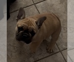 Small #2 French Bulldog