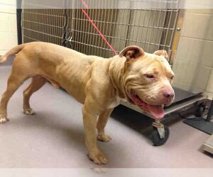 American Pit Bull Terrier Dogs for adoption in Norman, OK, USA