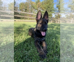 German Shepherd Dog Puppy for sale in STOW, OH, USA