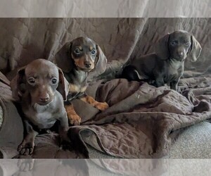 Dachshund Puppy for Sale in GULFPORT, Mississippi USA