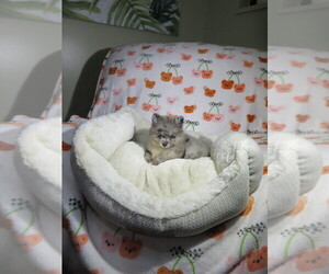 Pomeranian Puppy for sale in COOKEVILLE, TN, USA