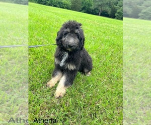 Aussiedoodle Puppy for Sale in THOMASVILLE, North Carolina USA