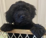Small Photo #5 Labradoodle Puppy For Sale in BOILING SPRINGS, SC, USA