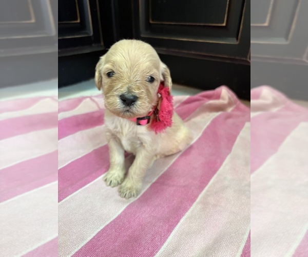 Medium Photo #4 Goldendoodle Puppy For Sale in GILBERT, AZ, USA