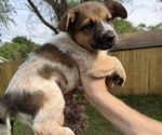 Puppy 2 Texas Heeler