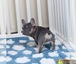 Small Photo #8 French Bulldog Puppy For Sale in GREENPORT, NY, USA