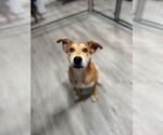 Small #1 Mutt