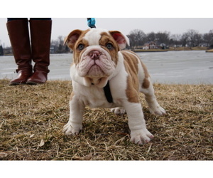 English Bulldog Puppy for sale in HOBART, IN, USA