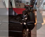 Small Photo #4 Great Dane Puppy For Sale in Bullard, TX, USA