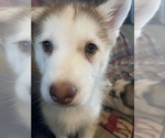 Puppy Frappe Siberian Husky