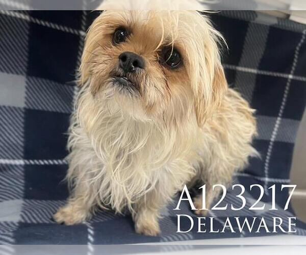 Medium Photo #1 Shih Tzu-Unknown Mix Puppy For Sale in HESPERIA, CA, USA