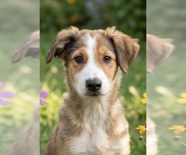 Medium Photo #2 Labrador Retriever Puppy For Sale in San Diego, CA, USA