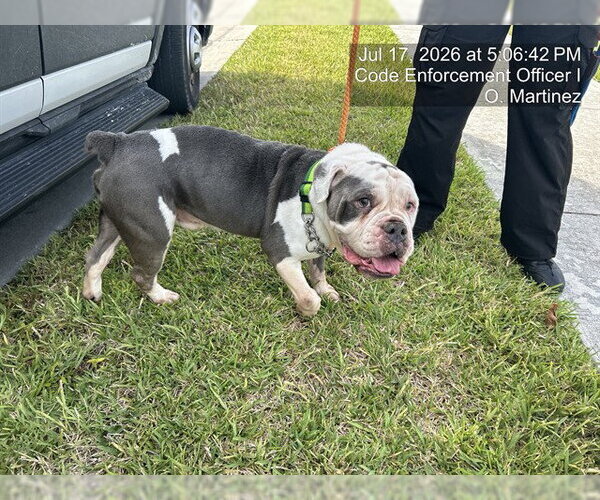 Medium Photo #1 Bulldog Puppy For Sale in Naples, FL, USA