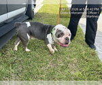 Small Bulldog