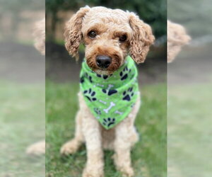 Oliver - Male Mutt Dog for Adoption - Photo #2